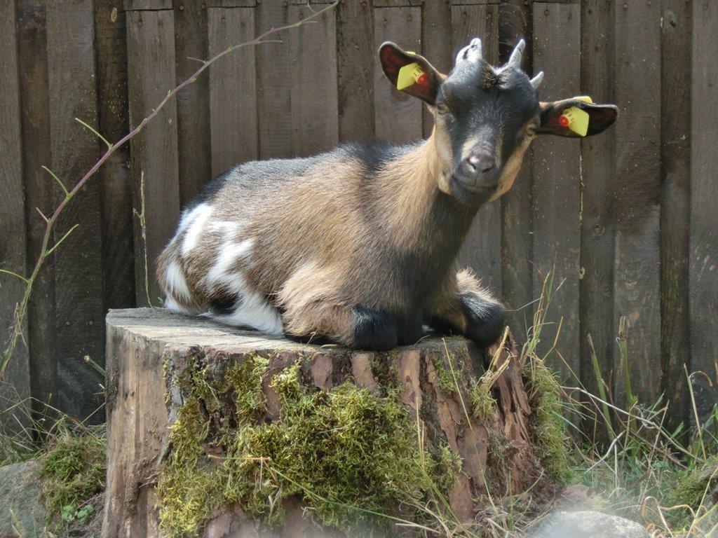Pension Fohlenhof フラウエナウ エクステリア 写真