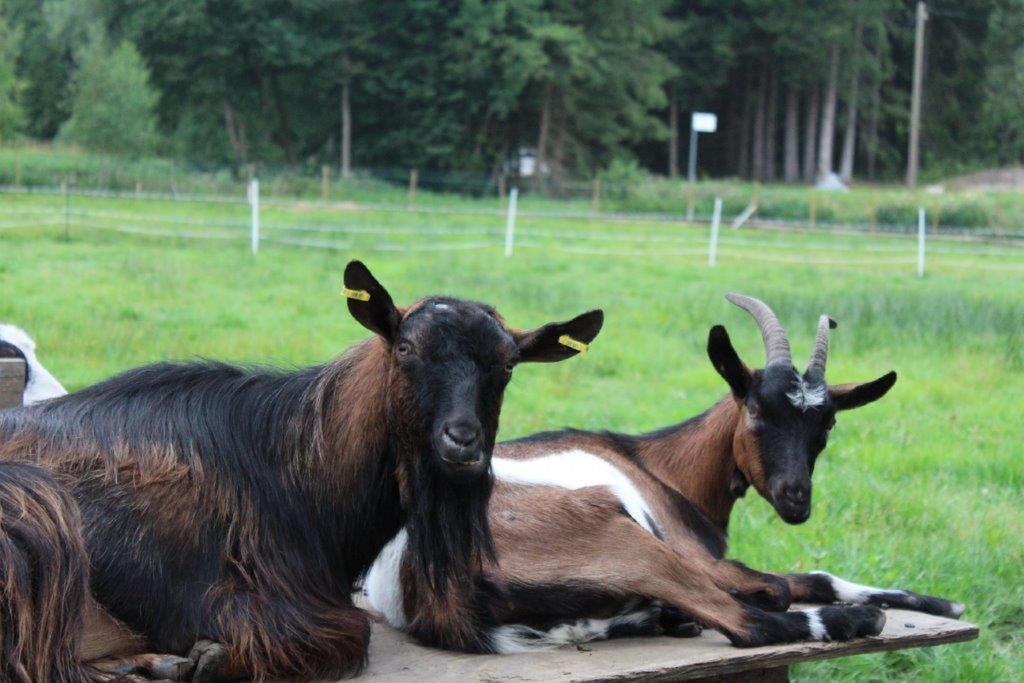 Pension Fohlenhof フラウエナウ エクステリア 写真