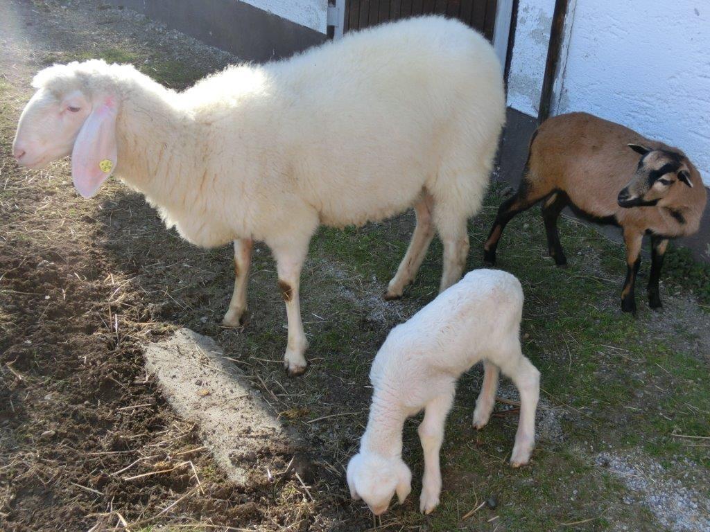 Pension Fohlenhof フラウエナウ エクステリア 写真