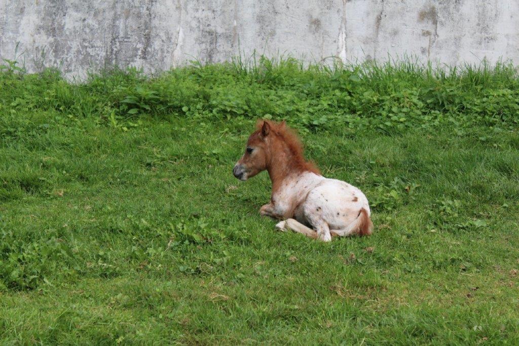 Pension Fohlenhof フラウエナウ エクステリア 写真