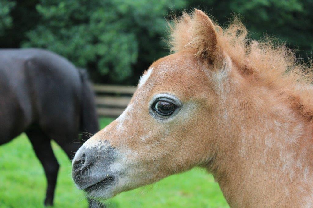 Pension Fohlenhof フラウエナウ エクステリア 写真