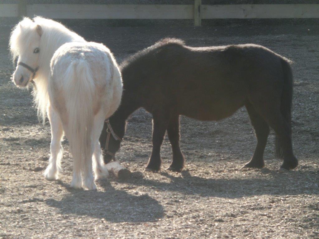Pension Fohlenhof フラウエナウ エクステリア 写真